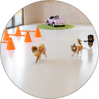 室内ドッグラン