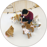 わんちゃんの保育園