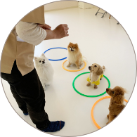 わんちゃんの幼稚園