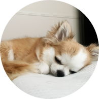 ペットホテル・一時預かり