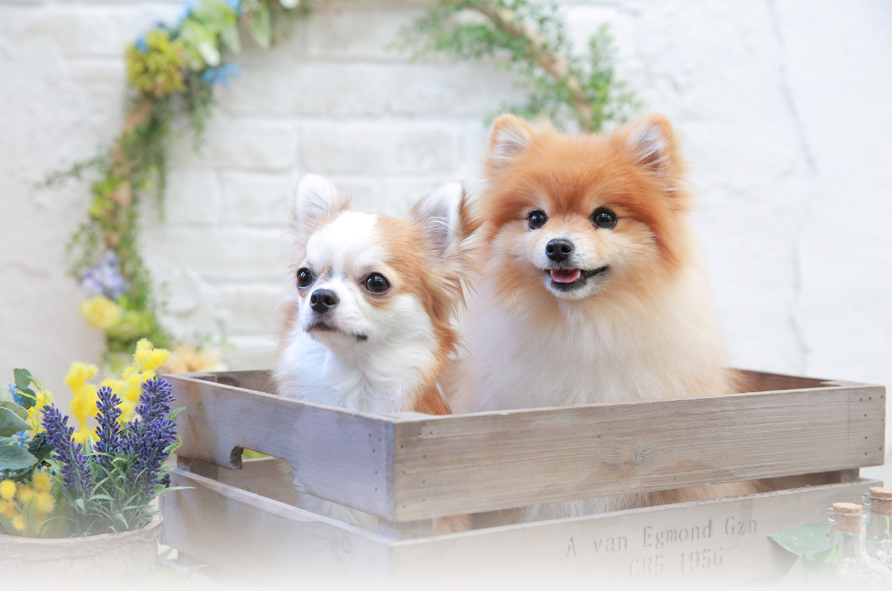 防府市で愛犬のしつけ ペットホテル 室内ドッグランならReliSt（リライスト）にご相談下さい。